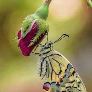 Meet your Posher, Silvia